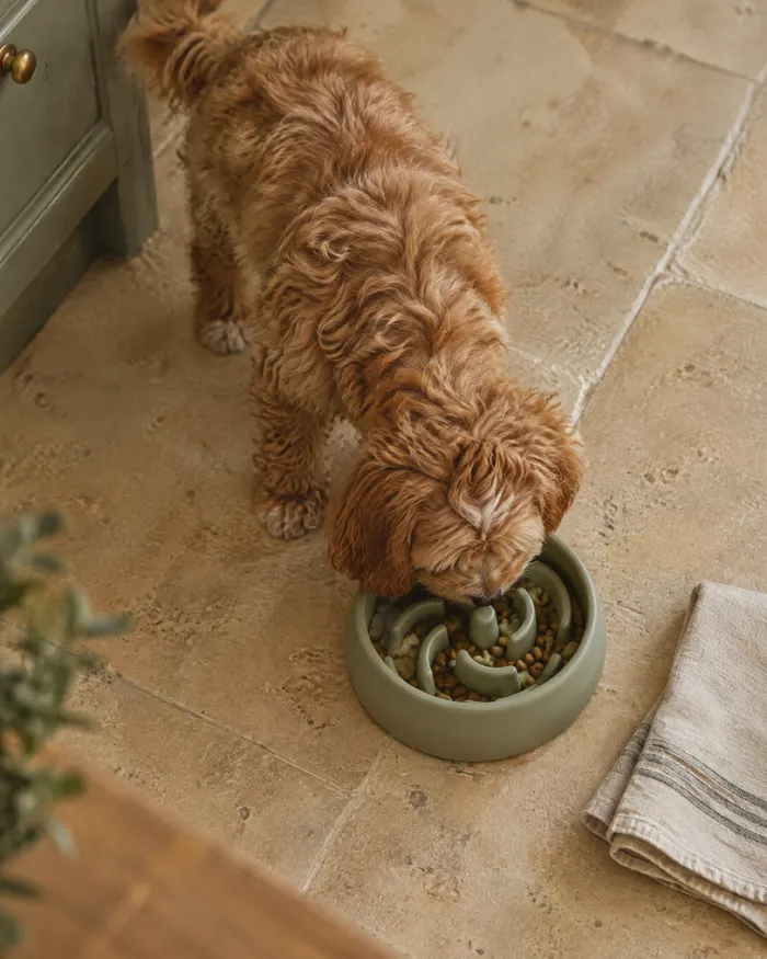 A cavoodle puppy eating from a sage-green slow feeder bowl on a stone floor